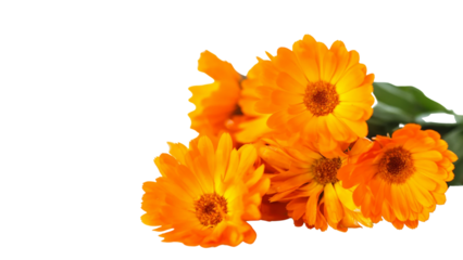 flower transparent background