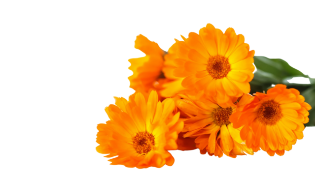 flower  transparent   background 