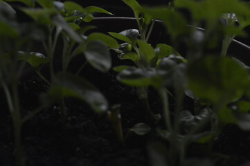 Plant growth