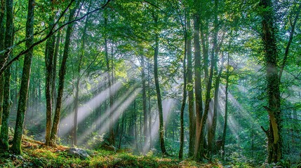 Obraz premium Rays of Sunlight in a Green Forest – Tall Trees, Sunbeams Filtering Through Leaves, Enchanting Serene Landscape with Lush Foliage, Captured in High Resolution