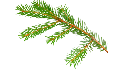 plants transparent   background 