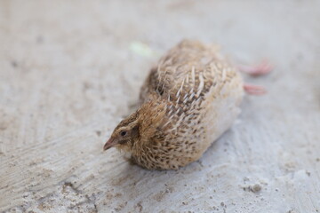 Sick quail lying on the ground, showing signs of weakness and fatigue. Close-up image capturing the detailed brown and white feather patterns of the bird.