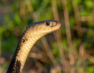 Fototapeta premium King cobra with hood expanded, scales shimmering in sunlight, blurred jungle backgro