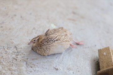 Sick quail lying on the ground, showing signs of weakness and fatigue. Close-up image capturing the detailed brown and white feather patterns of the bird.
