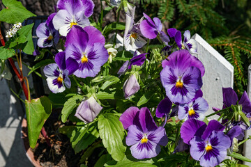 Vibrant Pansies in Full Bloom: A Close-up of Purple and White Flowers