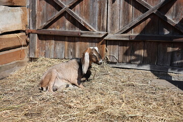 goat in the zoo