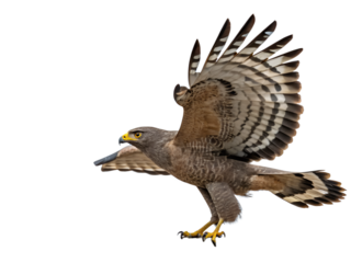 "Majestic Eagle Soaring Freely in Clear Blue Sky and try  to land  sumewhere