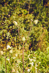 łąka,roślina 