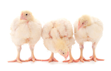 Three chicken or young broiler chickens.