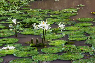White water lily (Nymphaea alba) at Botanic Garden, San Luis de Shuaro District - Chanchamayo,...