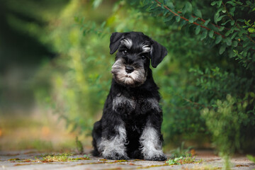 cute miniature schnauzer puppy sitting by a bush in summer