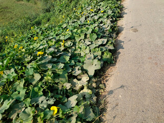 Benincasa hispida, the wax gourd, also called ash gourd, white gourd, winter gourd, winter melon,...