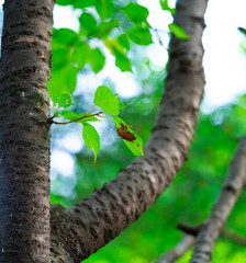 Closeup Insect cicada moult on the big tree in the forest