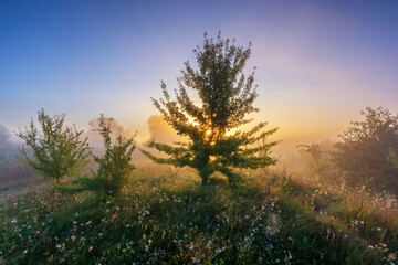 misty sunrise in the forest