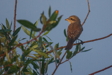 Red-backed Shrike on a branch