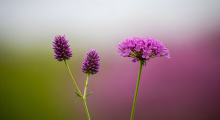 Fototapeta premium Purple Flower Heads Outdoors Blooming Nature