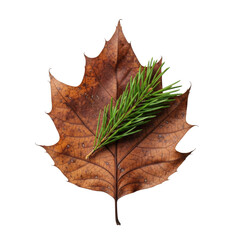 Naklejka premium Top-down macro of a perfectly preserved decaying oak leaf with visible intricate veins and a dark green pine needle on a transparent studio background, concept of natural fragility and beauty