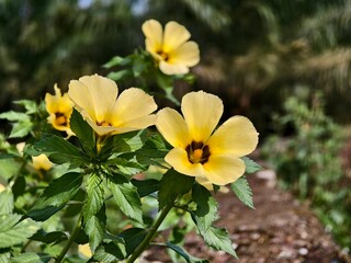 Obraz premium damiana flower in the morning 