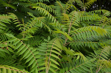 Green Leaves of Staghorn Sumac Tree