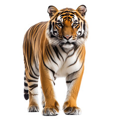 Majestic Tiger Powerful Predator Wild Cat Orange Black Stripes, isolated on a transparent background