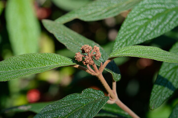 Wrinkled viburnum leaves and flower buds - Latin name - Viburnum rhyridophyllum