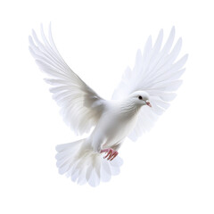 White Dove in Flight Purity Peace Hope Symbolism, isolated on a transparent background
