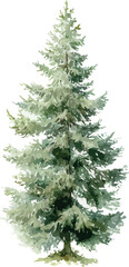 Elegant watercolor painting of a small fir tree with vibrant green needles and fine natural details - vector illustration
