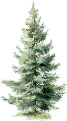 Detailed watercolor depiction of a small fir tree showcasing delicate green needles and realistic textures - vector illustration