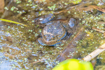 A large green frog sits in the marsh.