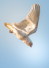 Long-Billed Corella