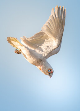 Long-Billed Corella
