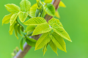 Nature of green leaf in garden at summer. Natural green leaves plants using as spring background cover page environment ecology