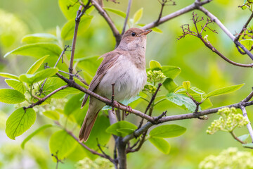 Thrush Nightingale, Luscinia luscinia. A bird sits on a tree branch and sings