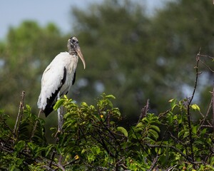 Wood stork standing in green foliage