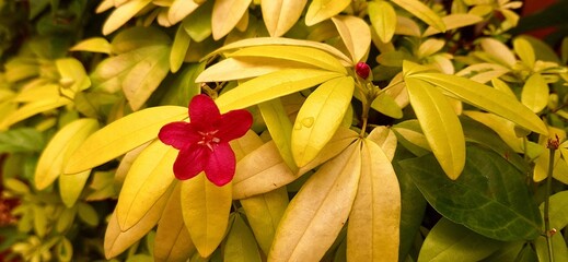 red and yellow flowers
