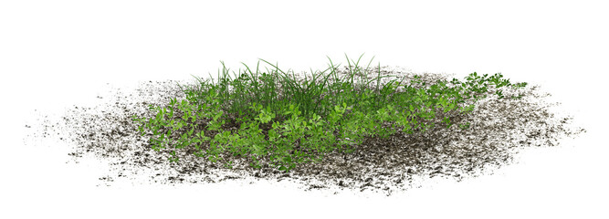 grass isolated on white background/Green grass foliage growing on natural soil and dirt field background.