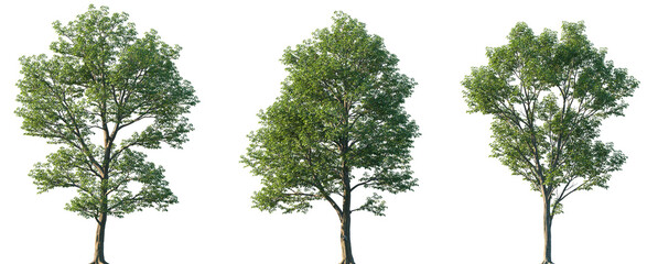 Set of Populus maximowiczii (Maximowicz's poplar) isolated png in sunny daylight on a transparent background perfectly cutout