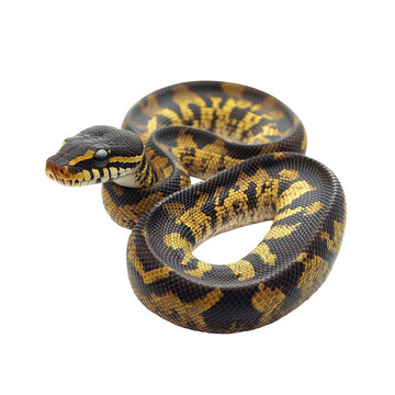 Black and Yellow Python Snake Reptile Wildlife Animal, isolated on a transparent background