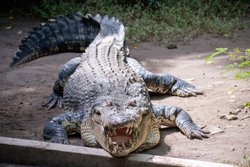 Powerful crocodile resting on sandy ground with mouth open, showcasing its sharp teeth, textured...