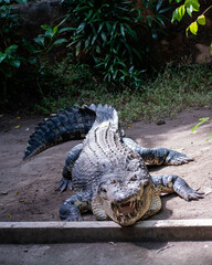 Large crocodile lying on dirt near green plants, displaying its massive body, armored skin, and menacing open jaws under natural light.