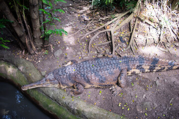 Top view of a false gharial (Tomistoma schlegelii), also known by the names Malayan gharial, Sunda...