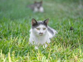 a cute kitten in the park