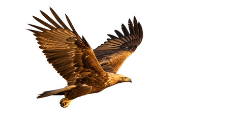 Obraz premium A golden eagle in flight, soaring gracefully against a white background png. The eagle showcasing its majestic form with rich brown plumage that transitions into lighter, golden tones on its head.