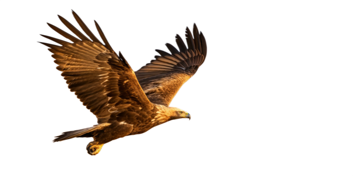 A golden eagle in flight, soaring gracefully against a white background png. The eagle showcasing its majestic form with rich brown plumage that transitions into lighter, golden tones on its head.