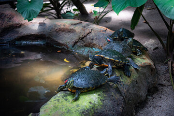 A group of red-eared slider or red-eared terrapin (Trachemys scripta elegans) basking by the pond,...