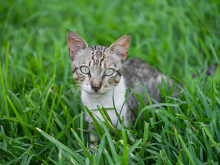 Naklejka premium a tabby cat resting on the grass