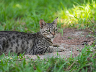 a tabby cat resting on the grass