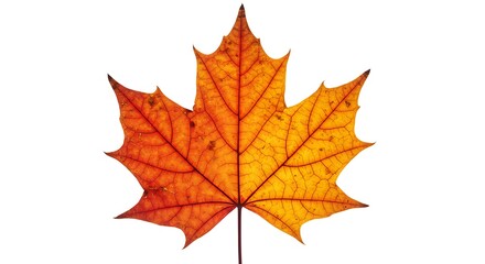 Autumnal Maple Leaf: Vibrant Fall Foliage Isolated