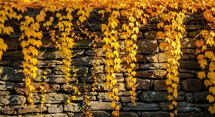 Obraz premium Autumn's golden tapestry Brilliant yellow ivy leaves cascading down a rustic stone wall