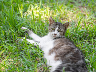 a tabby cat resting on the grass